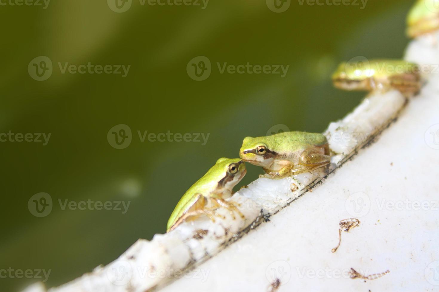 ranas verdes besándose foto