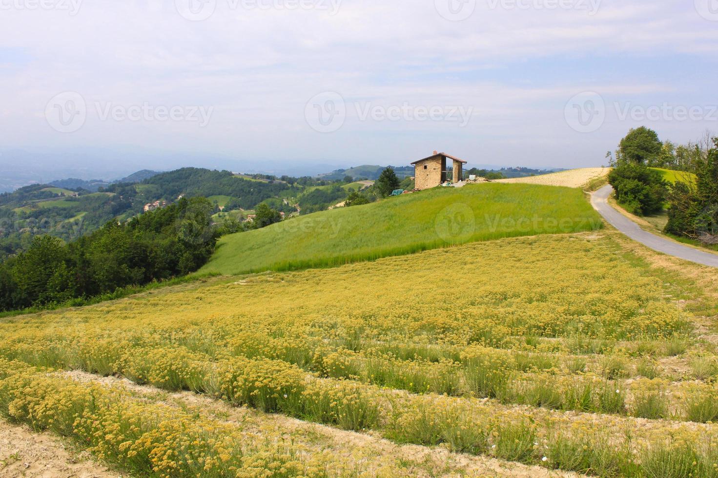 Landscape of fields in Italy photo