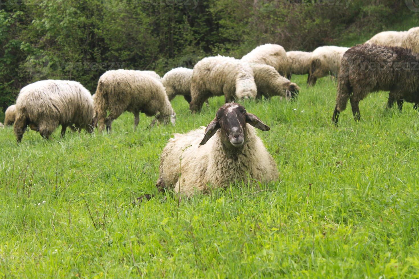 ovejas en un prado verde foto