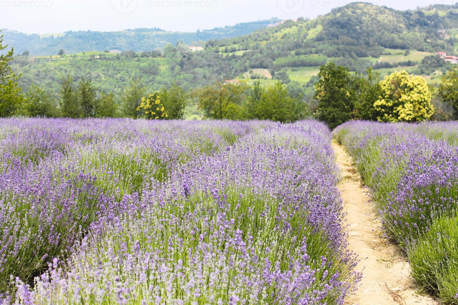 Field of lavender photo