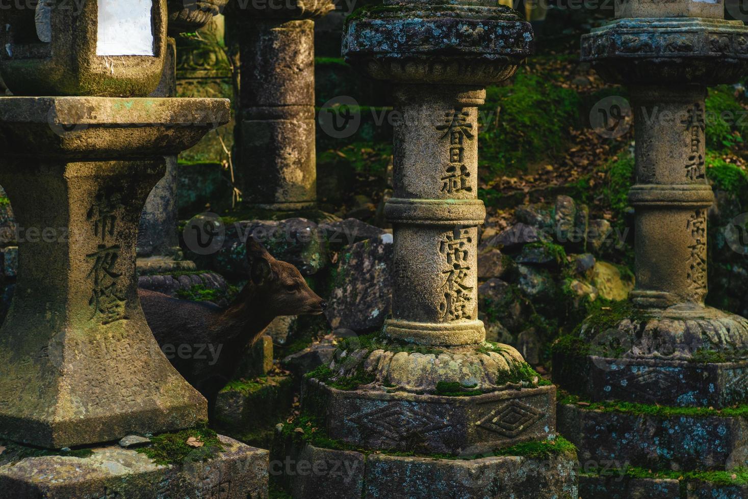 un ciervo entre toros, linternas de piedra japonesas, en kasuga taisha, nara foto