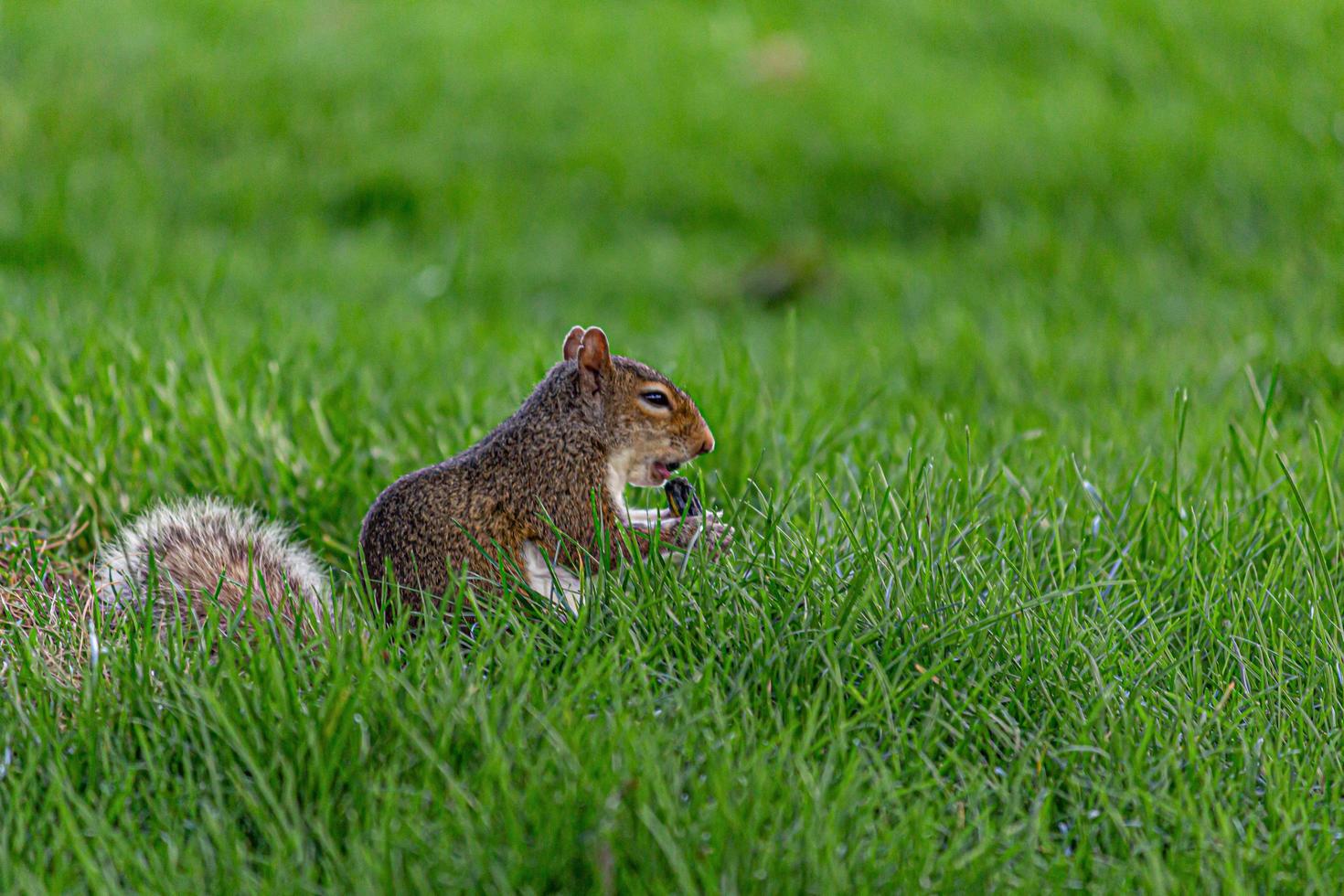 Squirrels playing in park July 2019 photo
