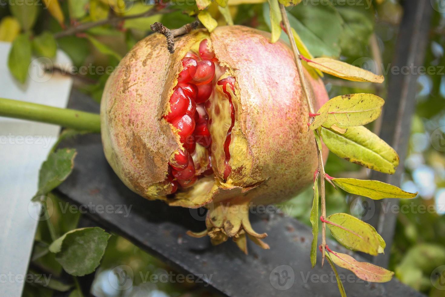 fruta de granada roja foto