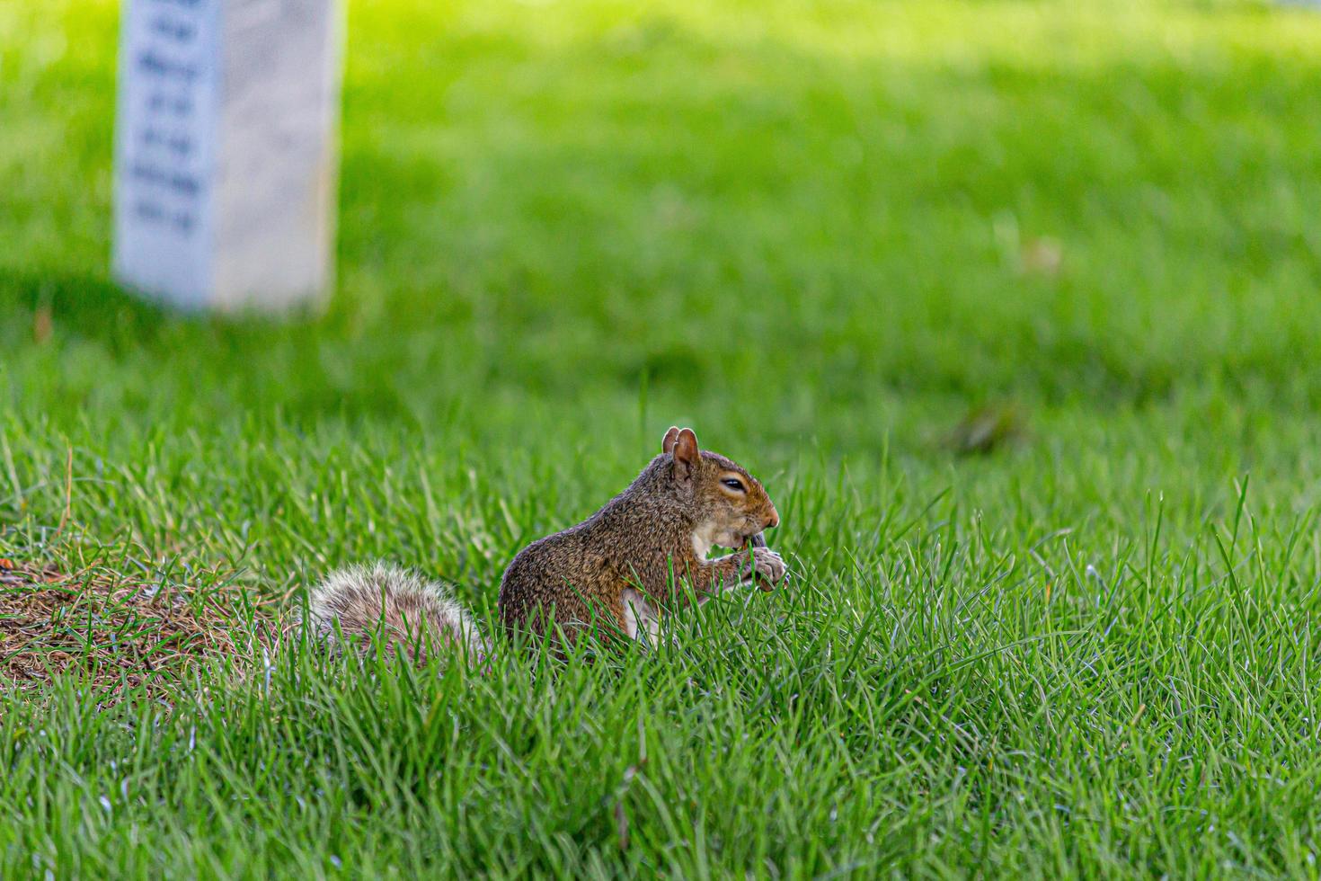 ardilla en el parque foto