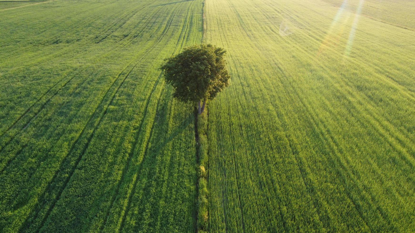 Lone tree on the green fields photo