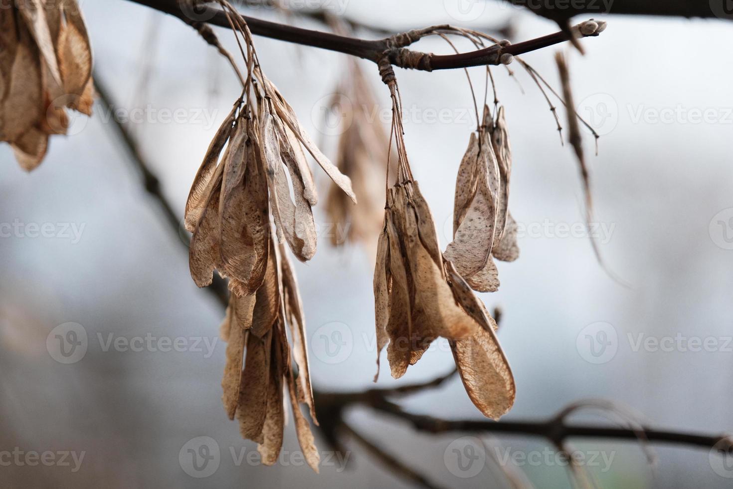 brown dry ash seeds in the form of wings on the branches of an ash tree on blurred bright white and blue sky background, close-up, spring in the garden photo