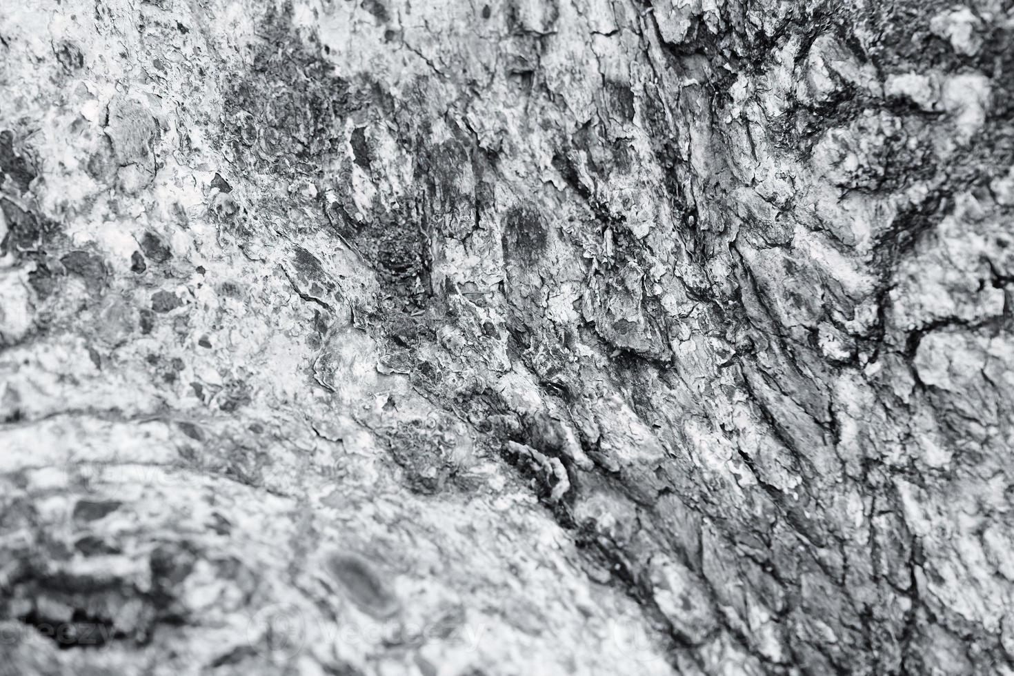 Close-up of a bark of a tree photo