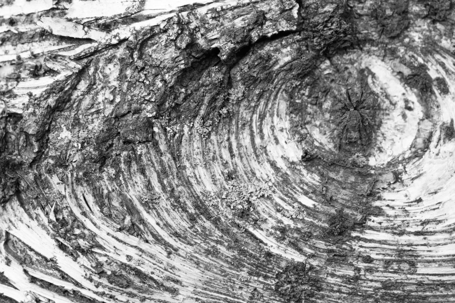 Close-up of a bark of a tree photo