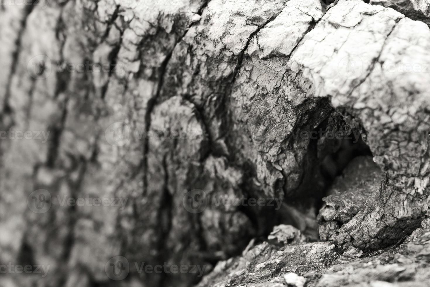 Close-up of a bark of a tree photo