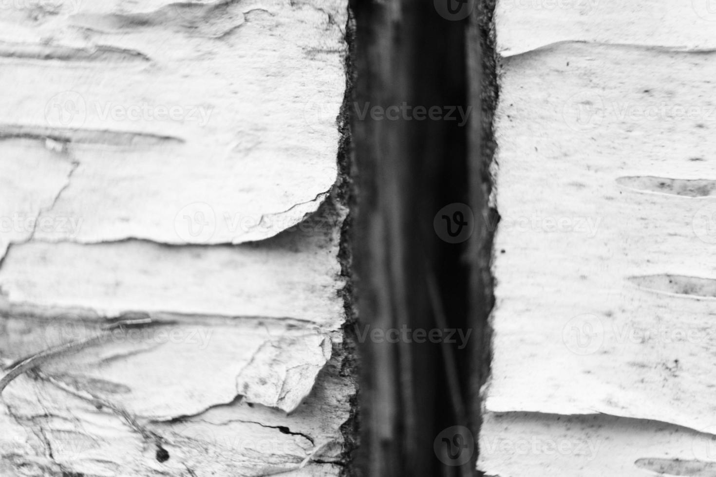 Close-up of a bark of a tree photo