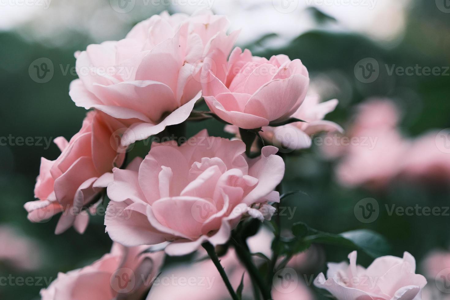 Blooming pink roses in the garden photo