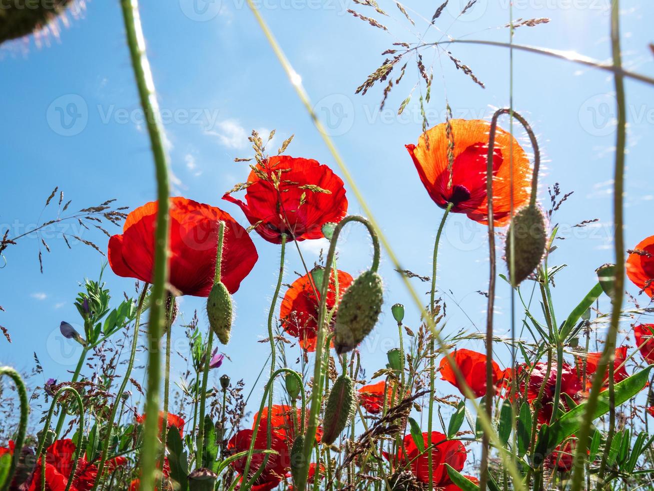Blooming red poppies on blue sky background. Bumblebees, sun, spring, nature. photo