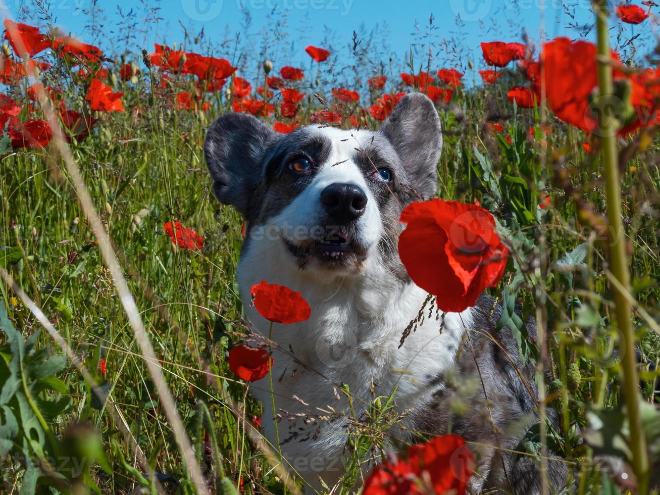 Hermoso perro gris welsh corgi cardigan en el campo de amapolas frescas. foto