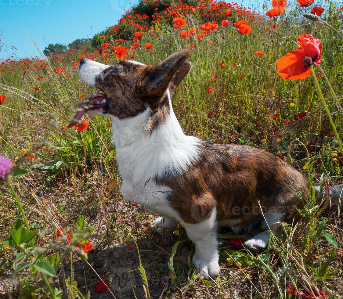 Perro cardigan corgi galés joven en el campo de amapolas frescas. foto