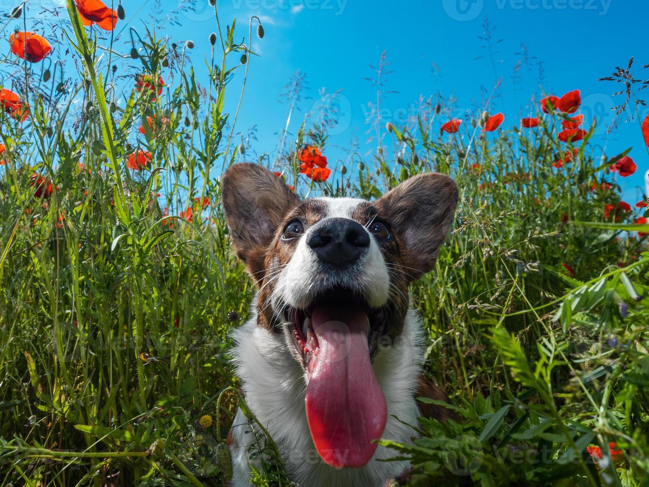 Perro cardigan corgi galés joven en el campo de amapolas frescas. foto