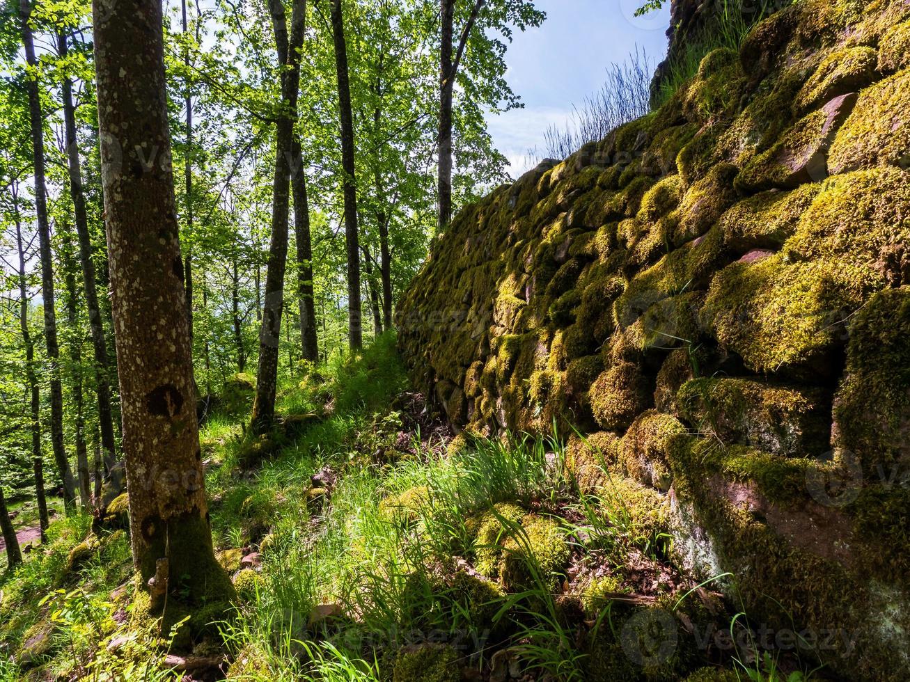 Ruinas del castillo medieval de Nidek en las montañas Vosgos, Alsacia foto