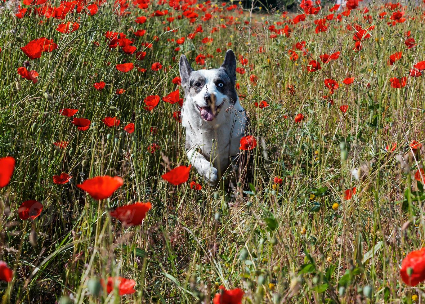 Hermoso perro gris welsh corgi cardigan en el campo de amapolas frescas. foto
