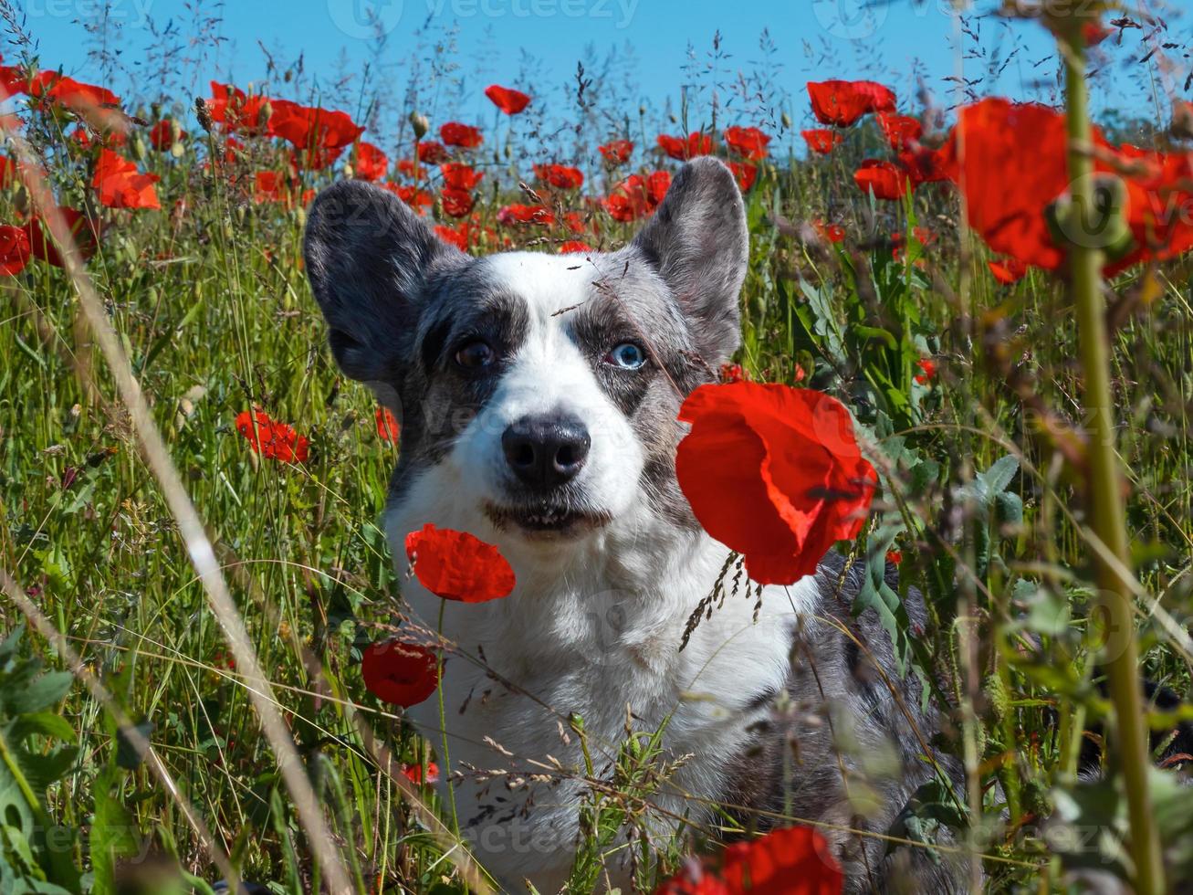Handsome Gray Welsh Corgi Cardigan Dog in the fresh poppies field. photo