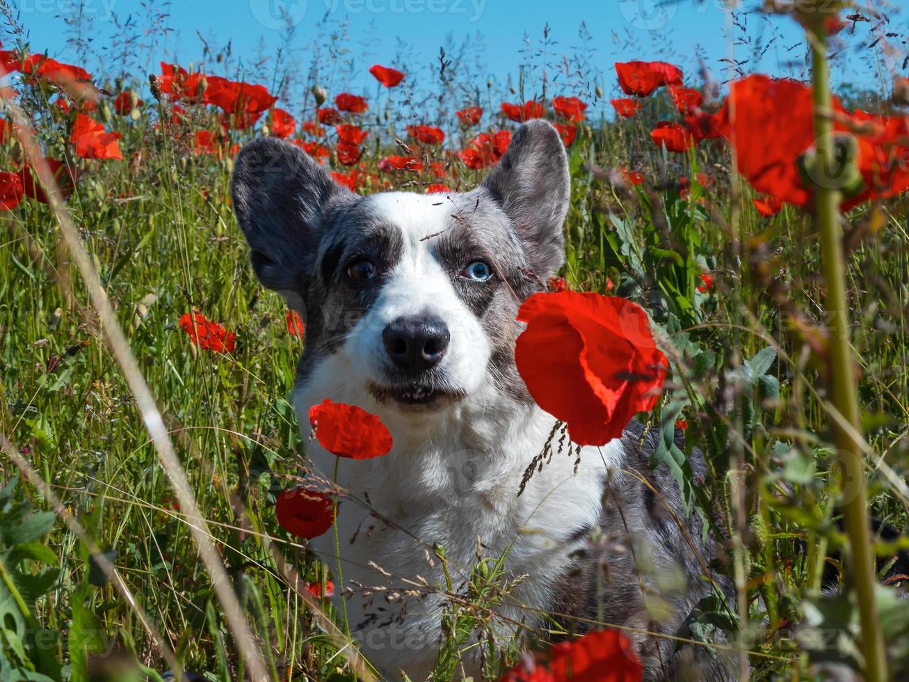 Hermoso perro gris welsh corgi cardigan en el campo de amapolas frescas. foto