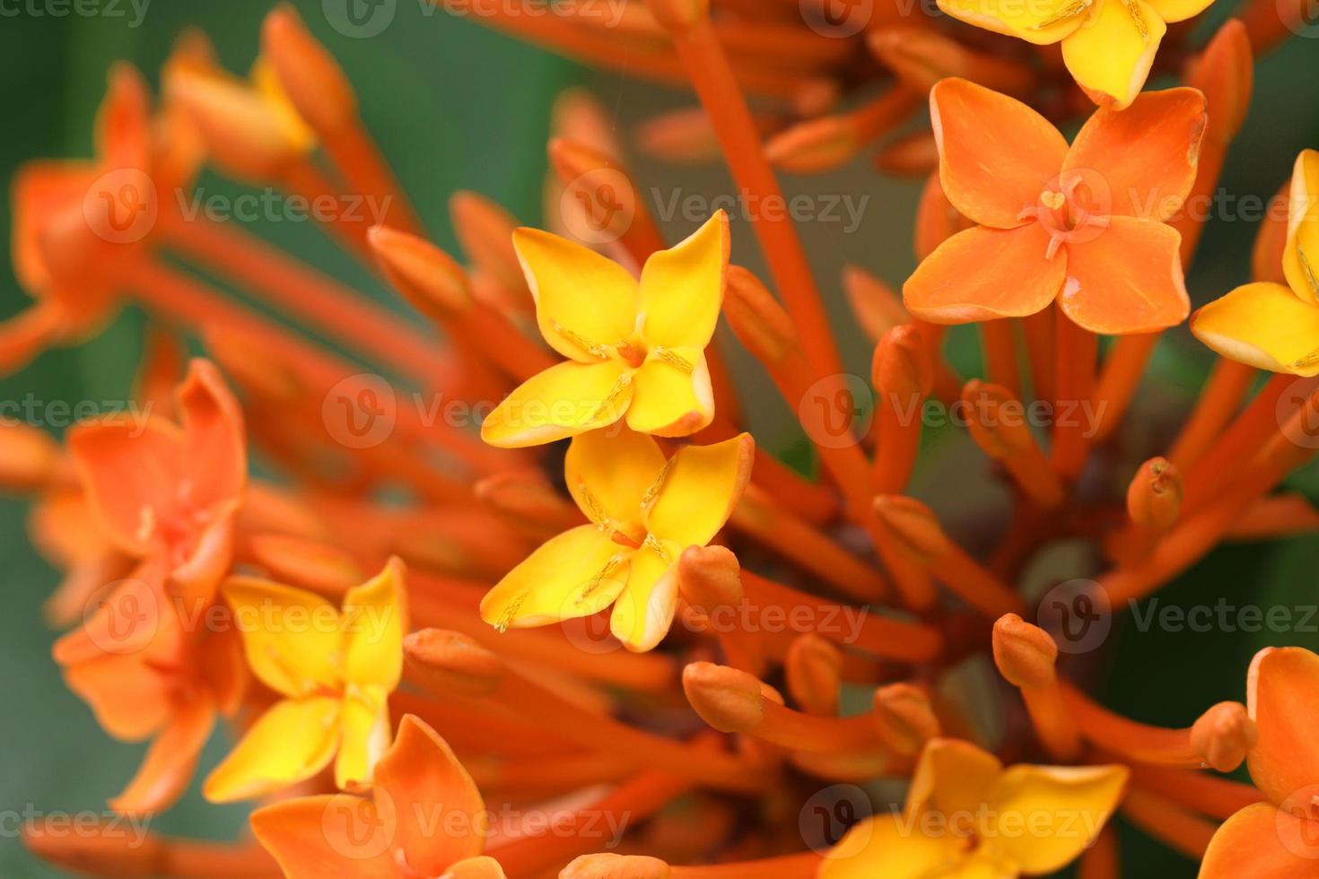 Red and yellow ixora flower photo