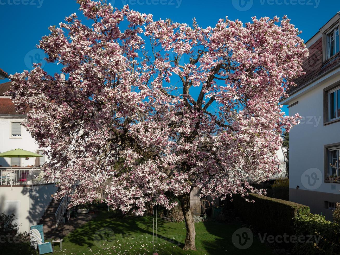 Blooming magnolias in the old quarters of Strasbourg, warm sunny spring. photo