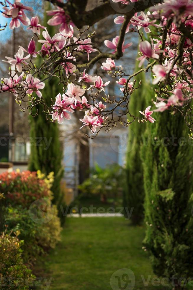 Blooming magnolias in the old quarters of Strasbourg, warm sunny spring. photo