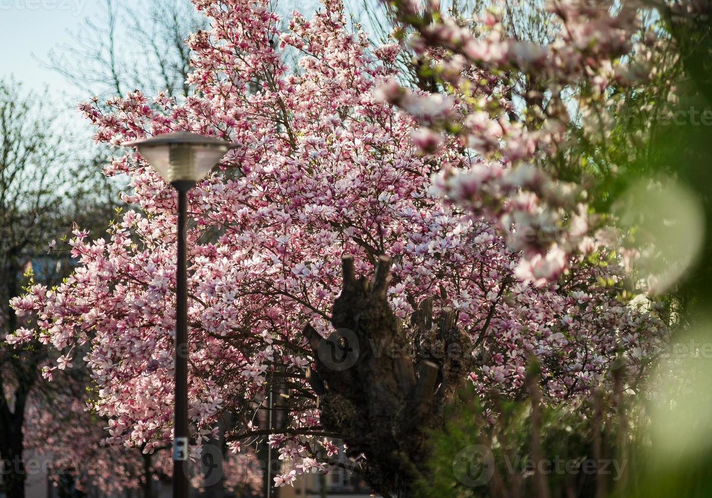 Blooming magnolias in the old quarters of Strasbourg, warm sunny spring. photo