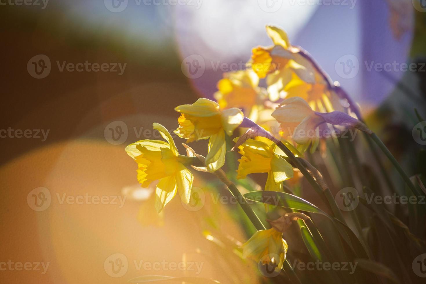 Daffodils and tulips in the rays of the setting sun. Blooming city of Strasbourg, spring. photo