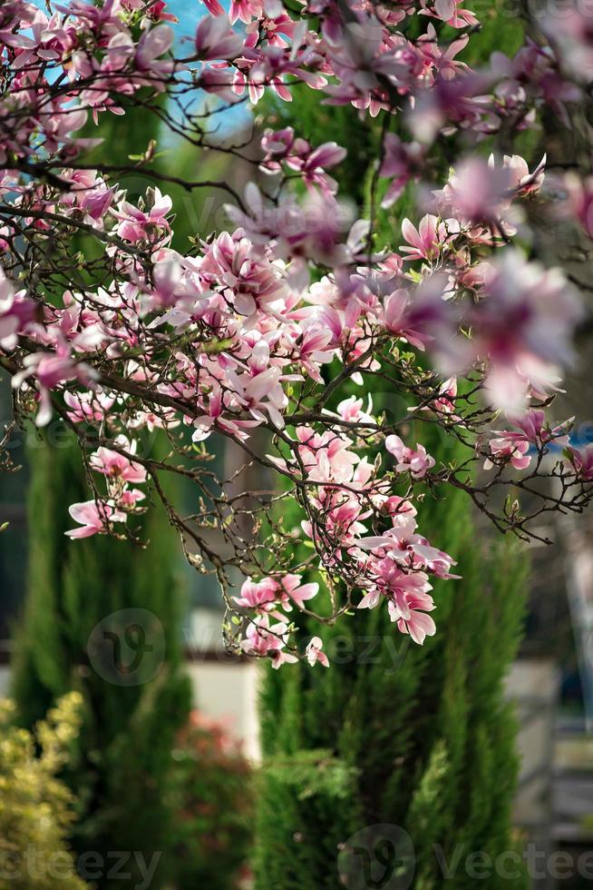 magnolias en flor en el casco antiguo de estrasburgo, primavera cálida y soleada. foto