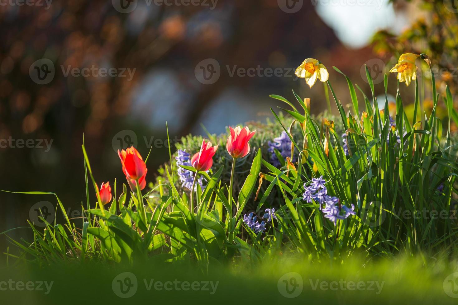 Daffodils and tulips in the rays of the setting sun. Blooming city of Strasbourg, spring. photo