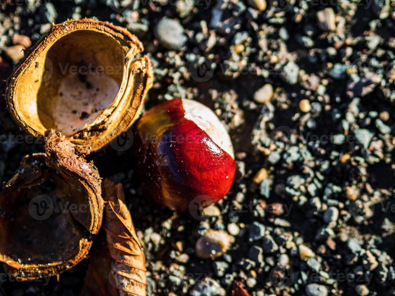 Ripe chestnuts that have fallen to the ground and split open. photo