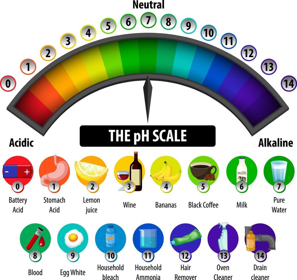 The pH Scale diagram on white background vector