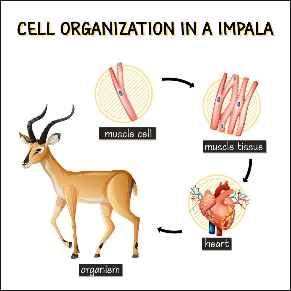 Diagram showing cell organization in a impala vector