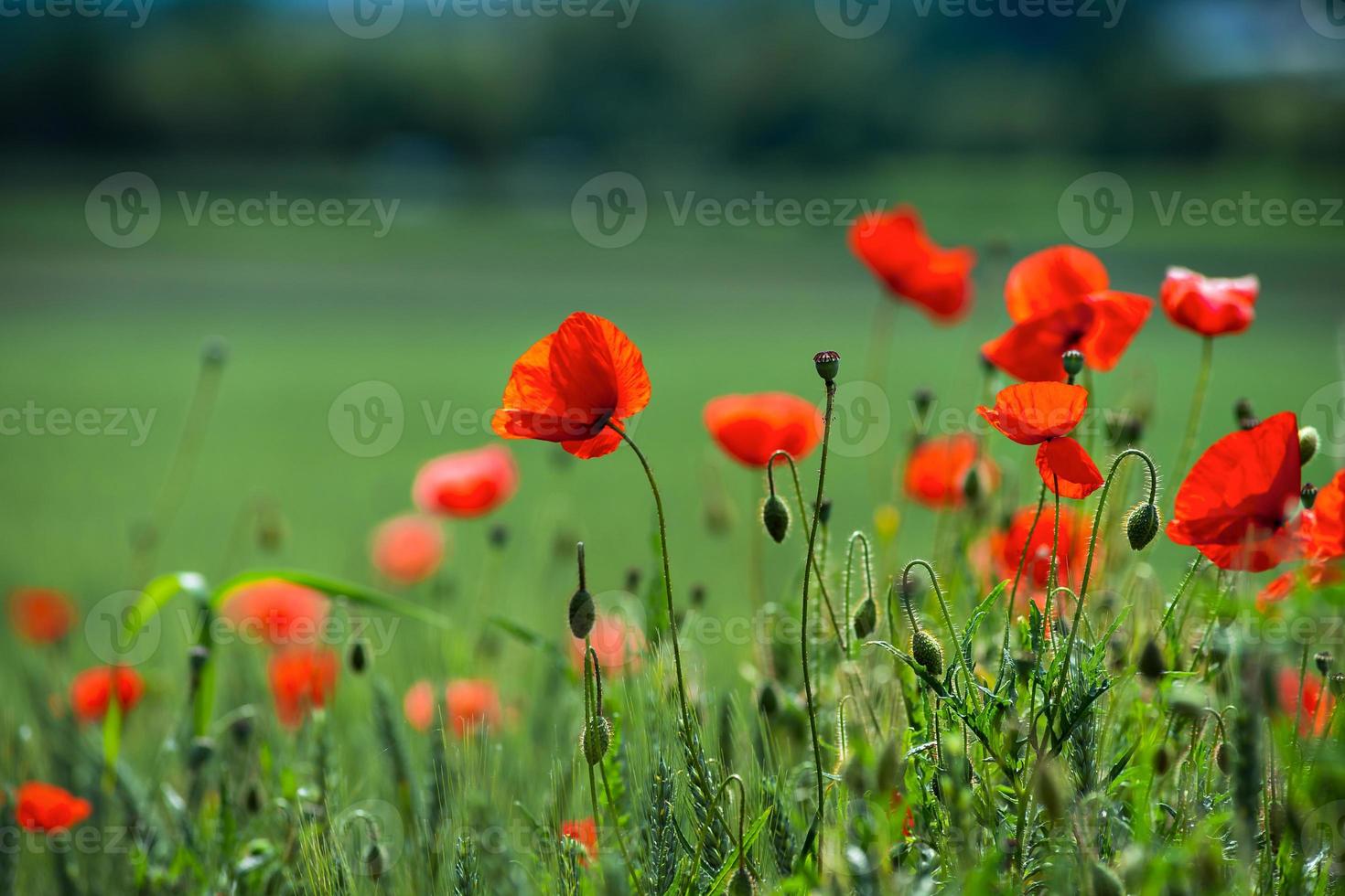 Blooming red poppies photo