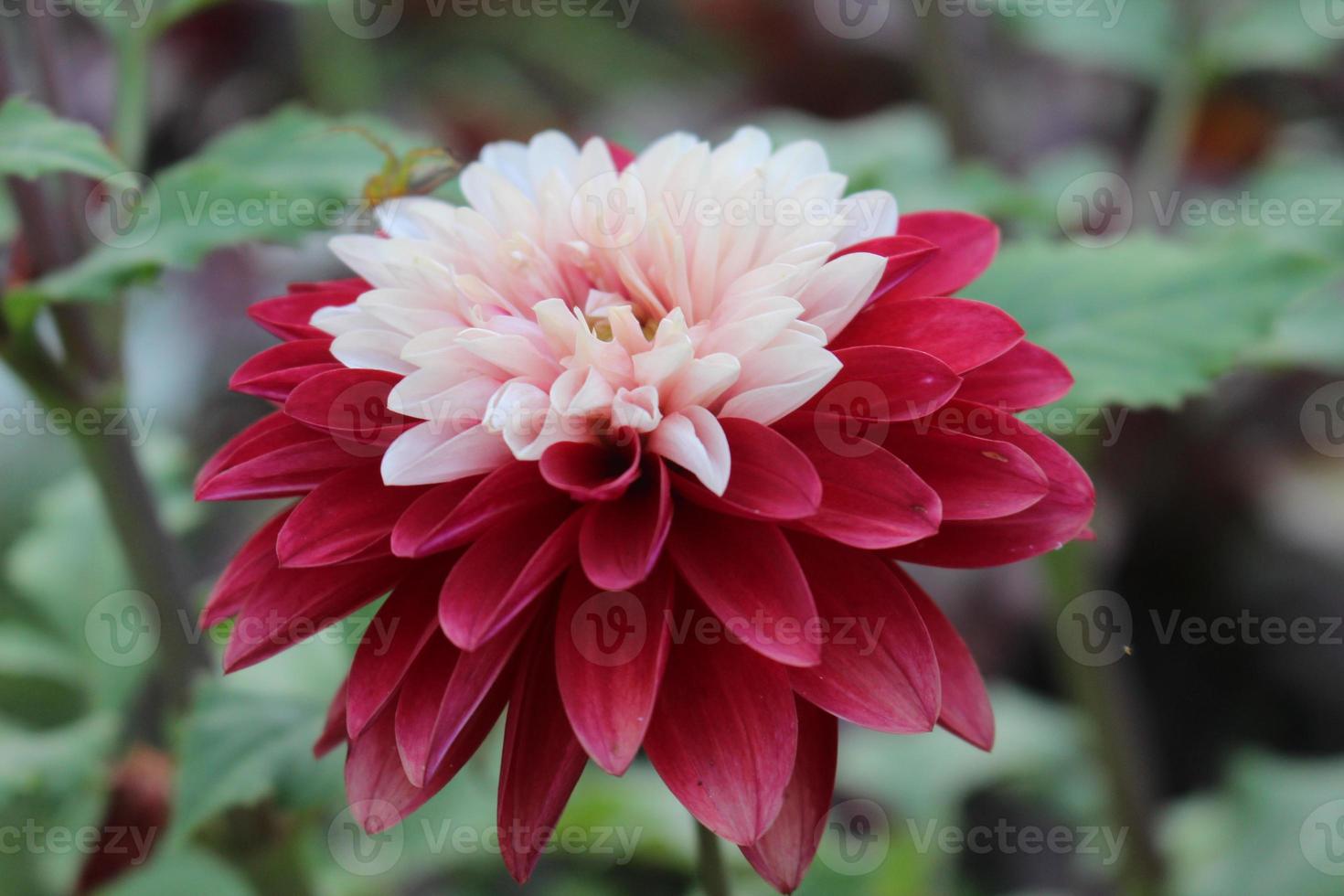 red and white dahlia flower photo