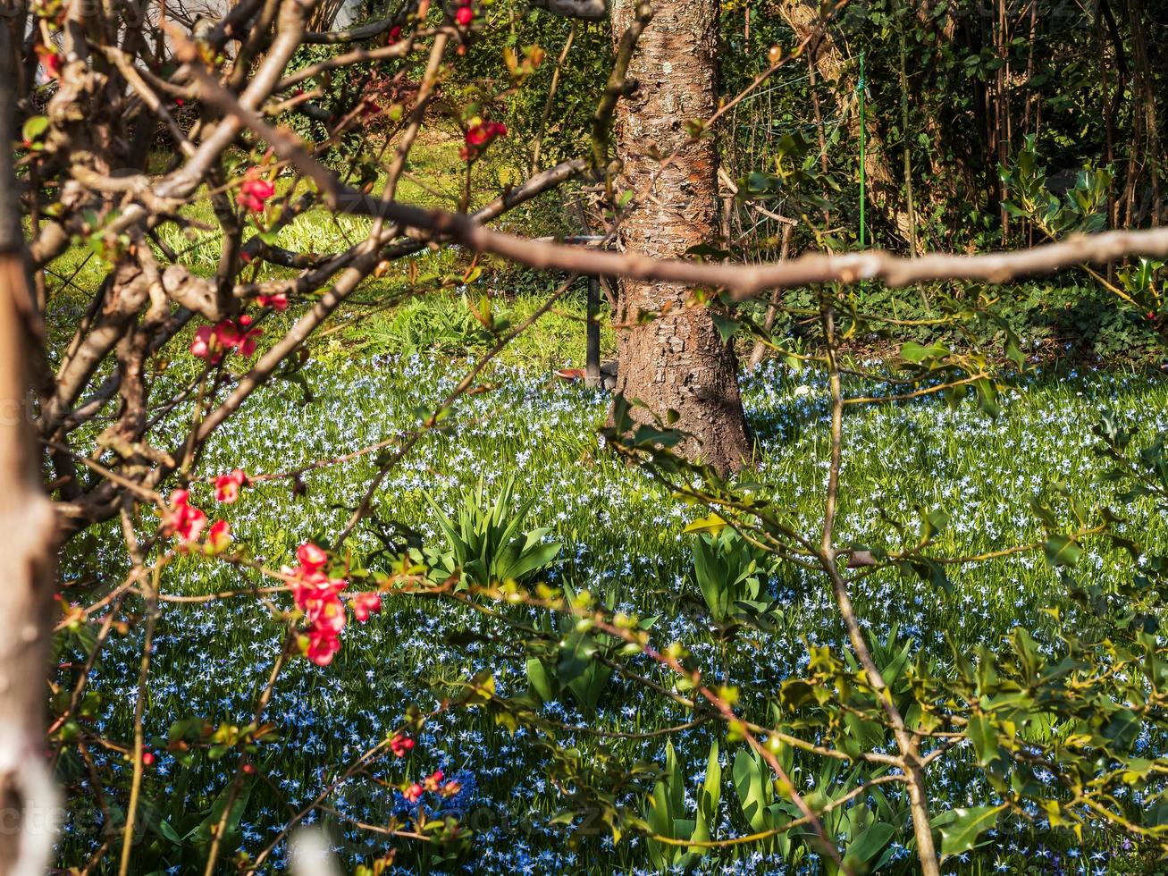 Spring in Strasbourg, France photo