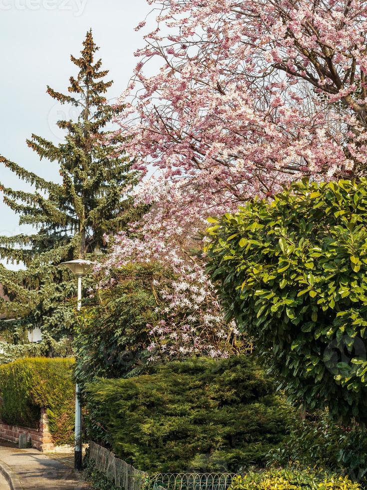 primavera en estrasburgo, francia foto