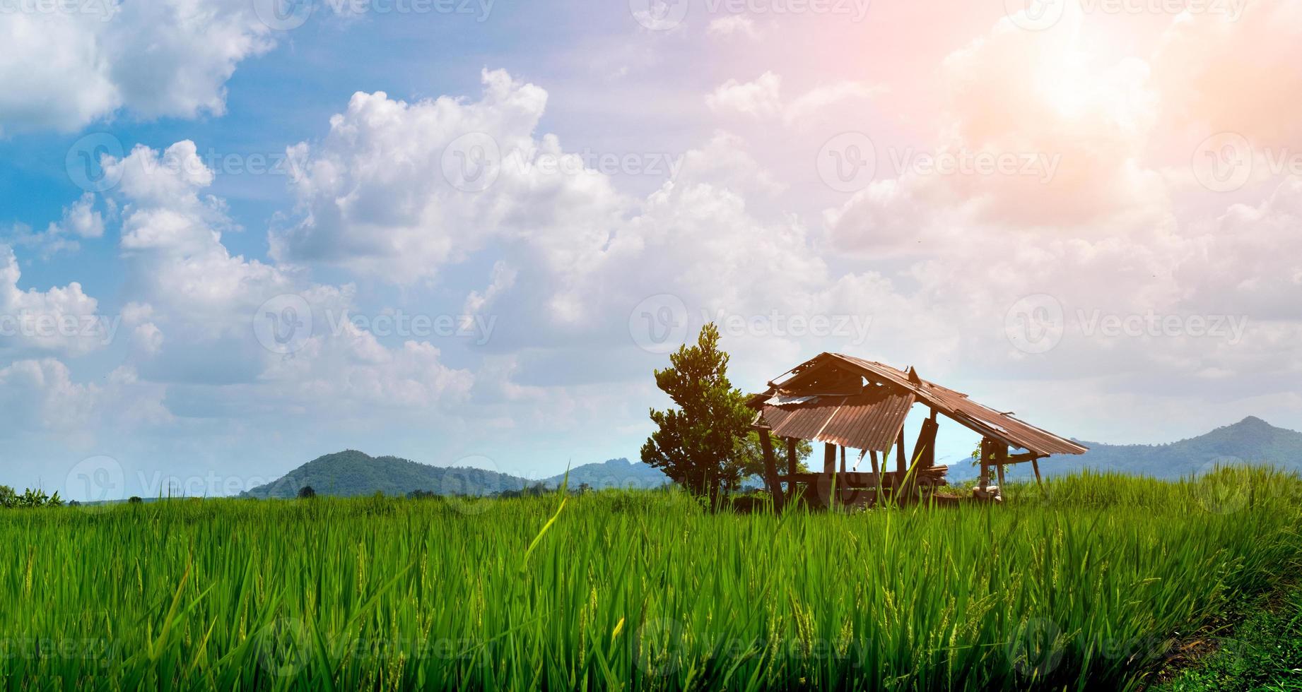 Escena rural cabaña abandonada se encuentra con plántulas de arroz verde en un campo de arroz con un hermoso cielo y nubes foto