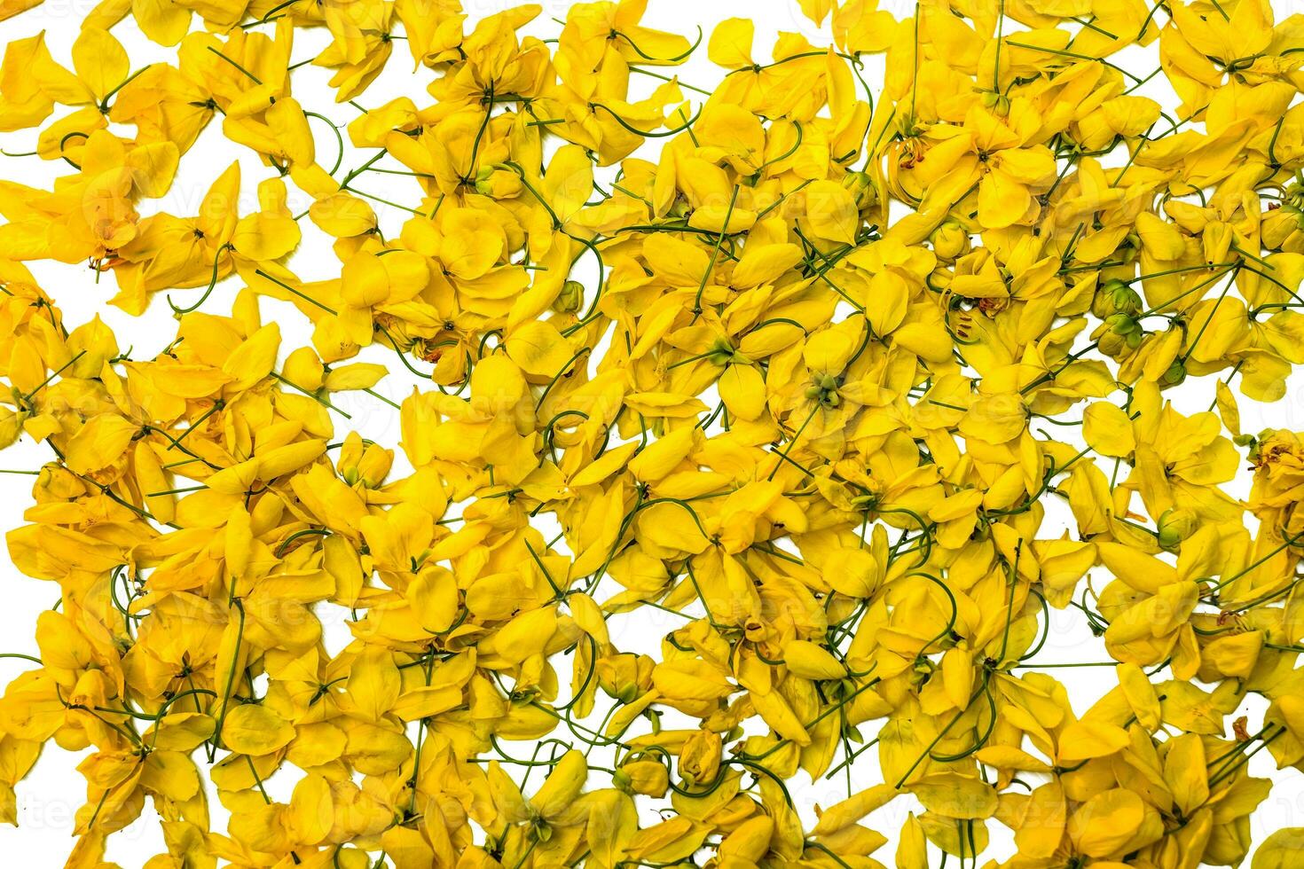 Flor amarilla sobre fondo blanco aislado, flores de casia javanesa foto