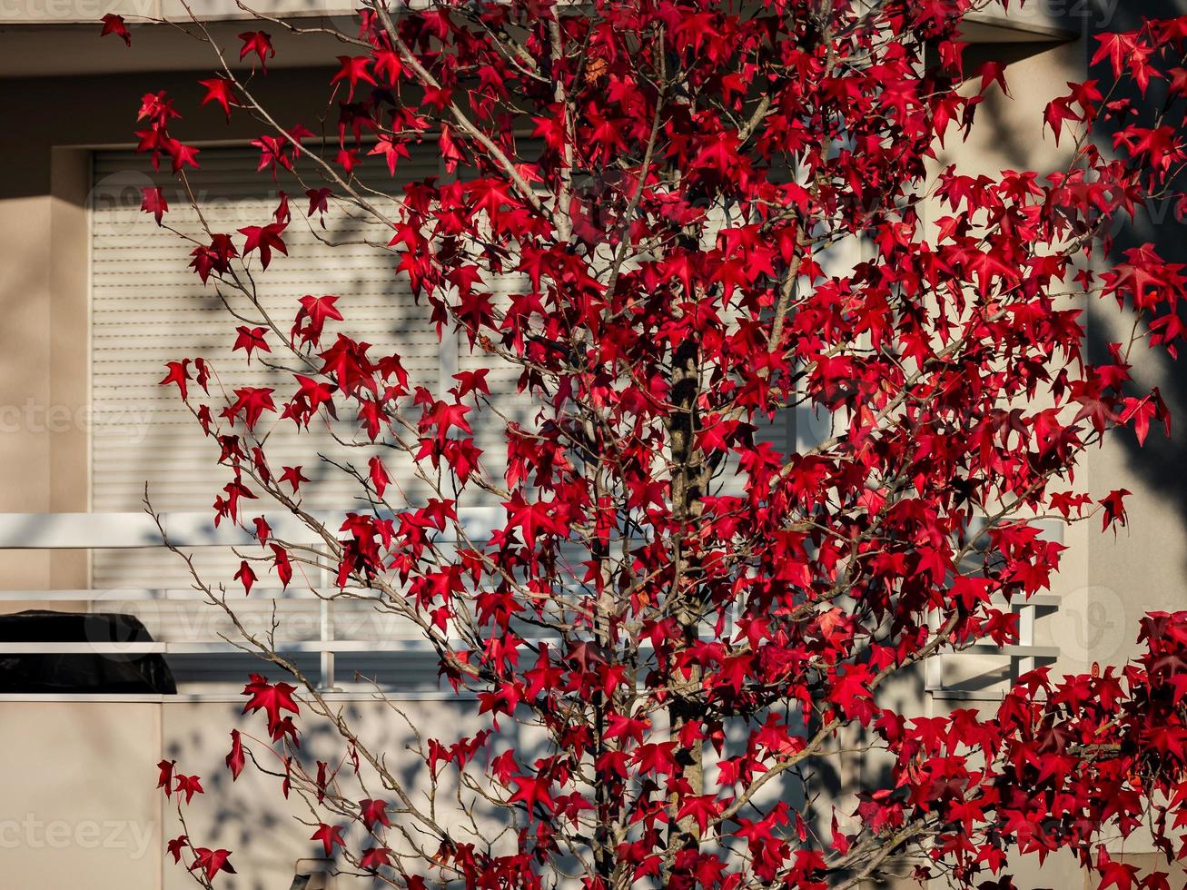 impresionantes colores del otoño en la ciudad de estrasburgo. hojas de colores, cálida luz del sol. foto