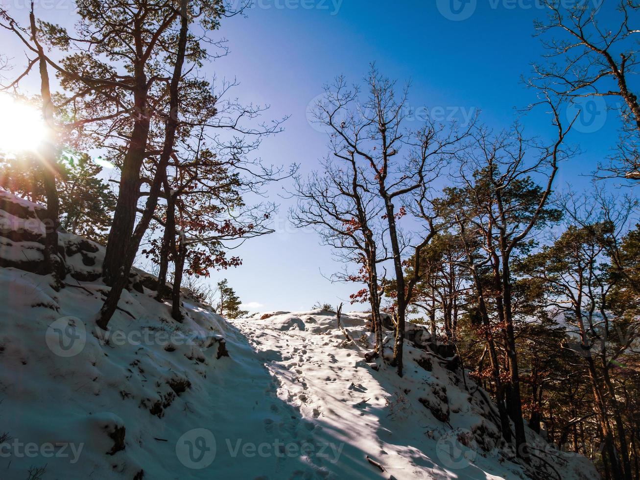 bosque de invierno en las montañas de los vosgos, francia foto