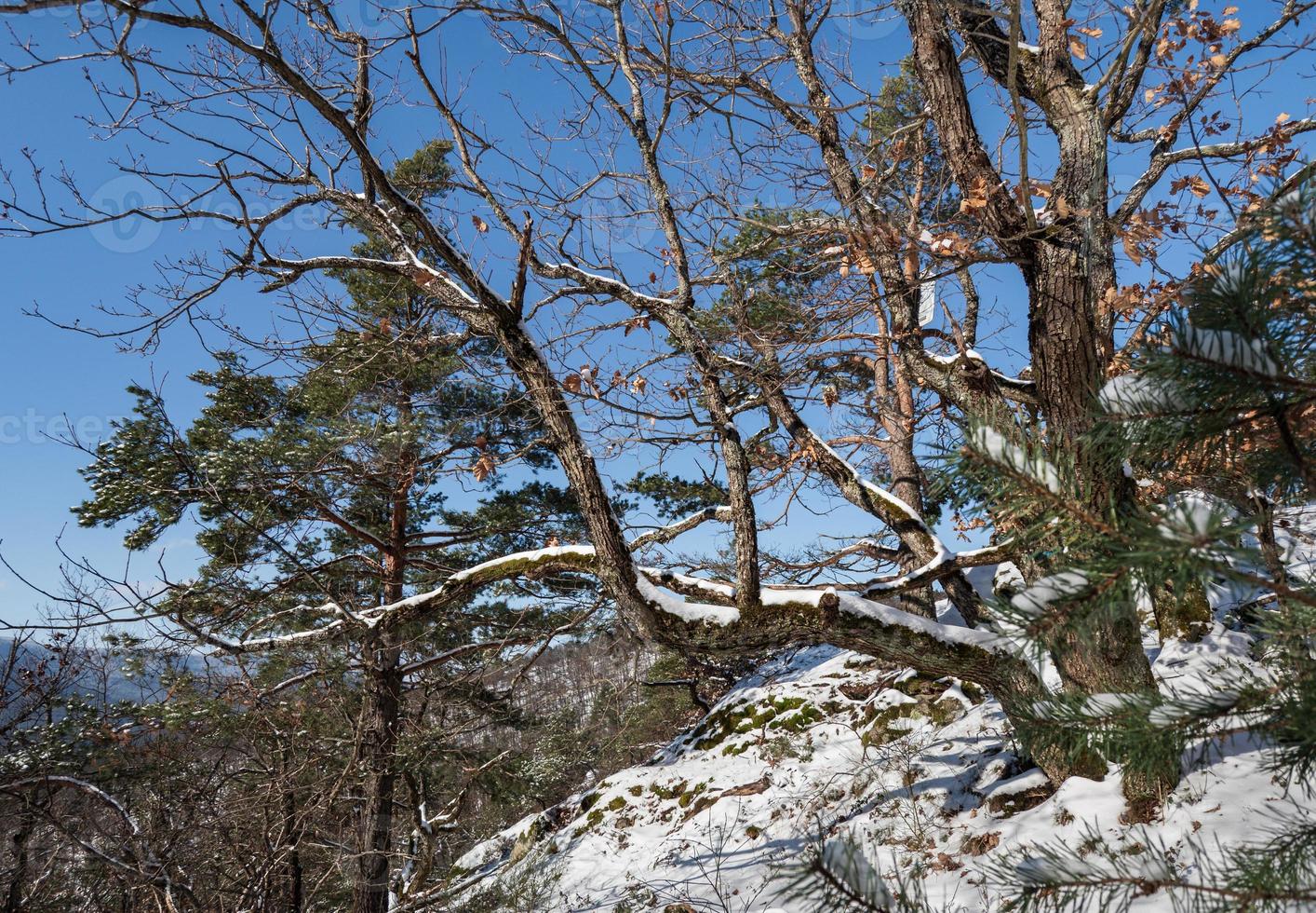 bosque de invierno en las montañas de los vosgos, francia foto