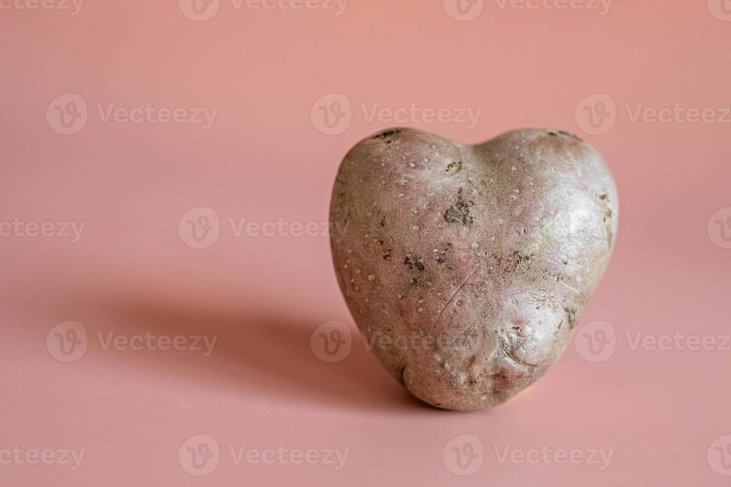 Heart shaped potatoes on a pink background. The concept of farming, harvesting, vegetarianism. photo