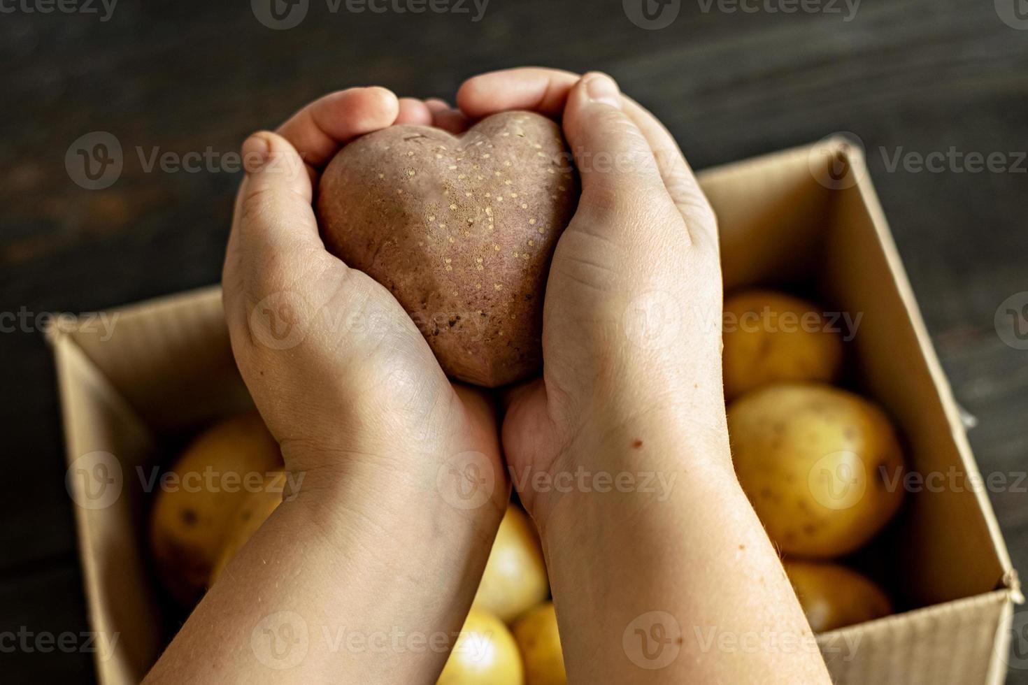 manos femeninas sosteniendo una patata vegetal fea en forma de corazón sobre una caja llena de patatas. comida cuadrada y fea. foto