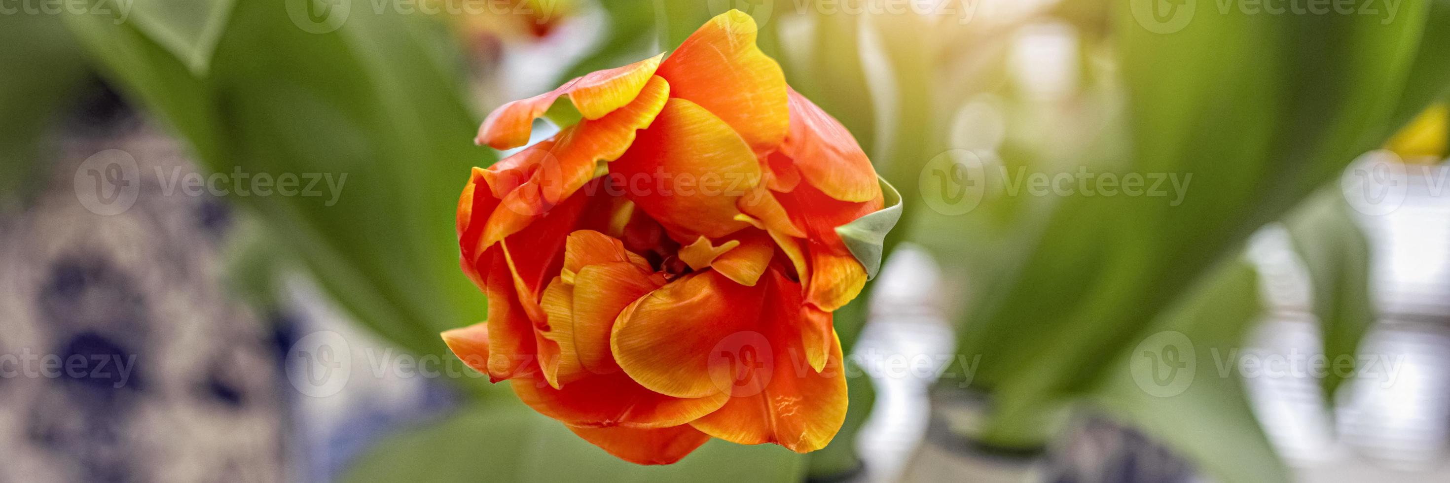 Tulipán amarillo-rojo en un jarrón en el jardín. primavera. florecer. foto