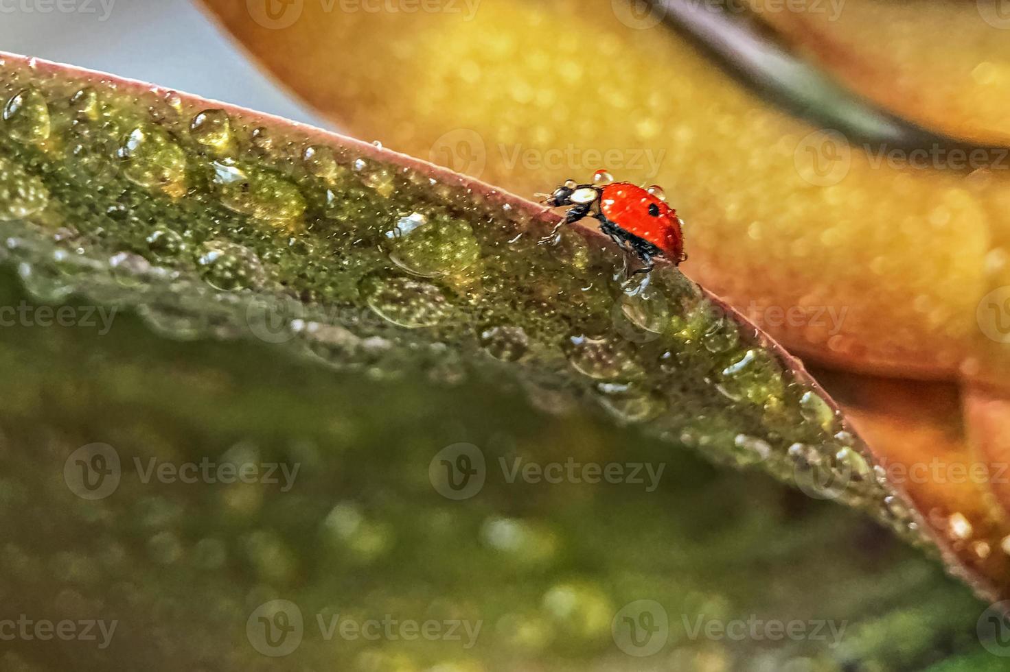 mariquita roja sobre las hojas verdes de la planta. macrofotografía. Después de la lluvia foto