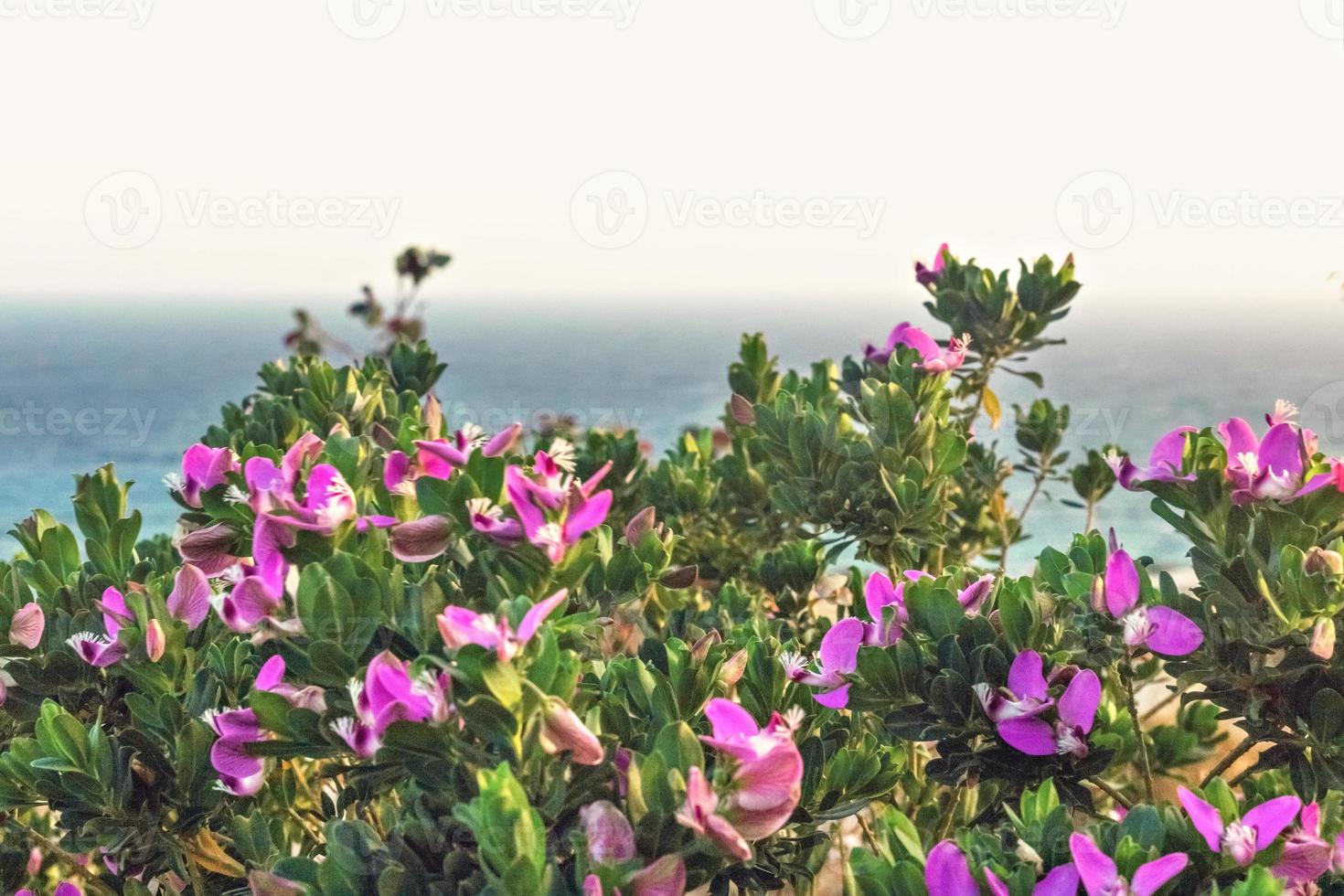 istoda arbusto con flores de color púrpura en el fondo del mar. bandera foto