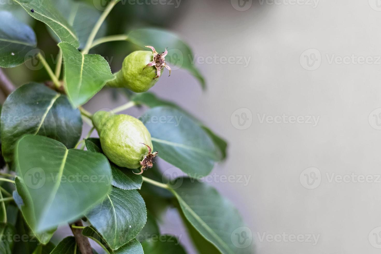 frutos verdes jóvenes de peras en las ramas de un árbol frutal en el jardín sobre un fondo gris. maduración del cultivo foto