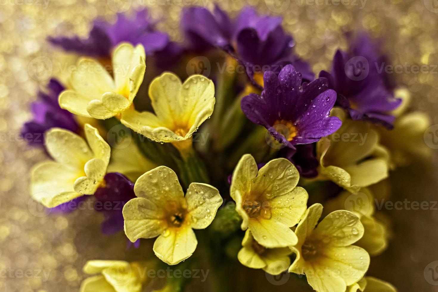 Yellow and purpler primrose flowers close up on a golden background with raindrops photo