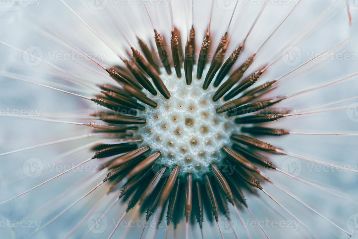 beautiful dandelion flower seed in springtime photo